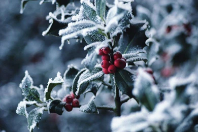 Christmas Berries Wallpapers   Crazy Frankenstein