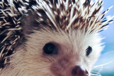 Download Wallpapers 750x1334 Hedgehog, Eyes, Needles iPhone 6 HD ...