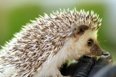 Download Wallpapers 2560x1024 Hand, Brush, Hedgehog, Needles ...