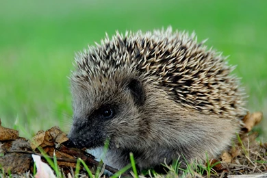 Cute Hedgehog HD Desktop Wallpapers : High Definition : Fullscreen ...