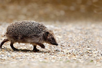 Hedgehog Wallpapers   1440x900   385083