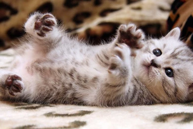 Cat Wallpapers Pictures Josh008 – Wallpaperjosh