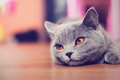 Cat Wallpapers HD Josh011 – Wallpaperjosh