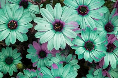 Flowers Tumblr Photography 27