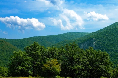 Trees And Green Hills Wallpapers   Nature Wallpapers