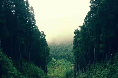 Forest Hills Wallpapers And Images   Wallpapers, Pictures, Photos