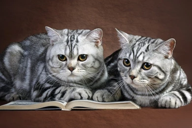 Cats: Cute Persian Kitten Cats Animals Zzz Leuke Perser Katte ...