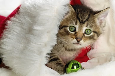 Cat Wallpapers 6   I Love Cats! Cute Cat & Kitten Pictures