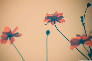 Flowers Tumblr HD Desktop Wallpapers : Widescreen : High Definition ...