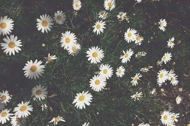 Iphone 6 Flower Wallpapers Tumblr