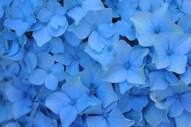 22 Beautiful Blue Flowers Pictures