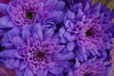 Flowers Tumblr Wallpapers Free   Ndemok.com