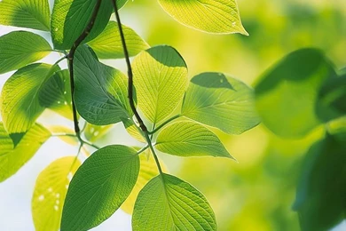 Windows Vista Plants Wallpapers (Vol.3)   Wallcoo.net