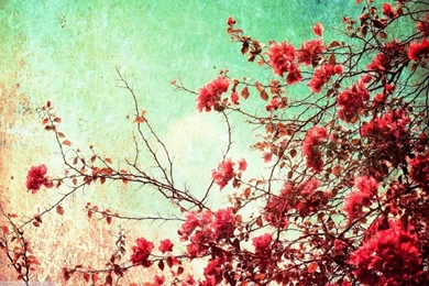 Hipster Flower Wallpapers Tumblr – Feel Hearts