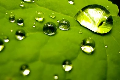 Vista Plants Wallpapers (Vol.1, 31/385pics) Wallcoo.net