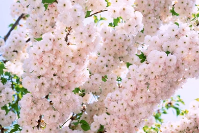 Flower Tumblr Wallpapers For Android For Desktop   Uncalke.com