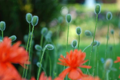 Flower Tumblr Wallpapers   Uncalke.com