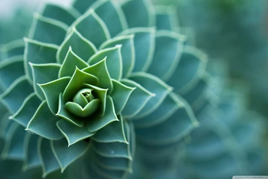 Beautiful Plant HD Desktop Wallpapers : High Definition ...