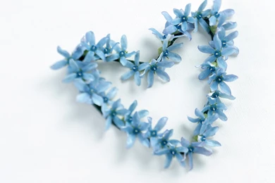 Pic New Posts: Wallpapers Blue Floral