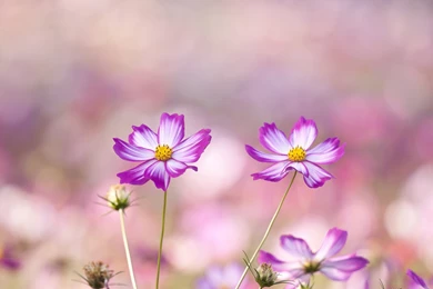 Flower Tumblr Wallpaper Backgrounds   Uncalke.com