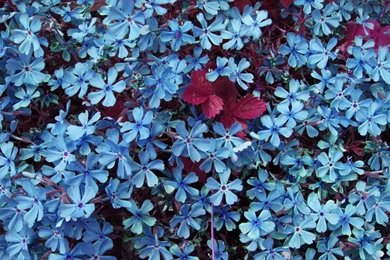 Blue Flowers Wallpapers