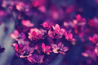 25+ Free Tumblr Backgrounds And Wallpapers