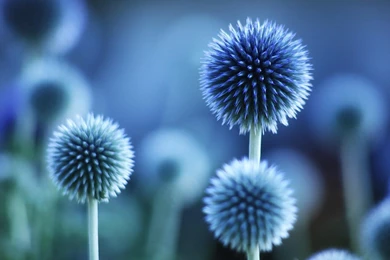 Beautiful Blue Flower >> HD Wallpaper, Get It Now!