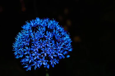 Blue Flower Pictures   Widescreen HD Wallpapers