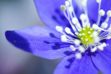 Blue Flower Wallpapers Bing Images