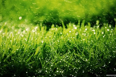 Free Wallpapers   Free Nature Wallpapers   Vista Plants Wallpapers ...