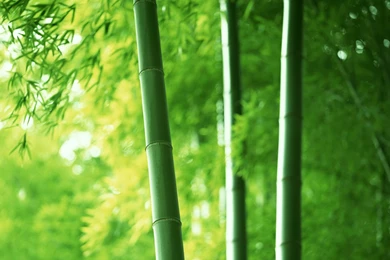 Bamboo Plants Wallpapers   (