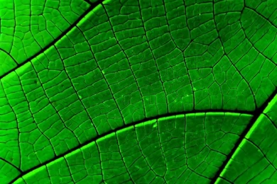 Vista Plants Wallpapers (Vol.1, 31/385pics)   Wallcoo.net