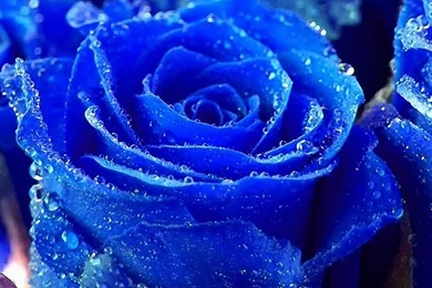 Blue Rose Flower Wallpapers   Flower