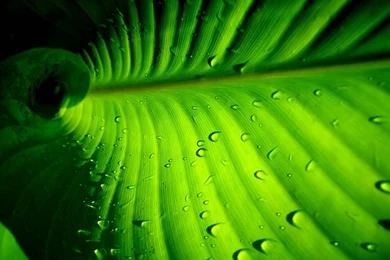 HD Leaves & Plants Wallpapers (vol.9)   Wallcoo.net