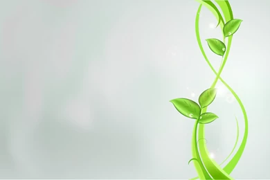 Rice Plants Wallpapers