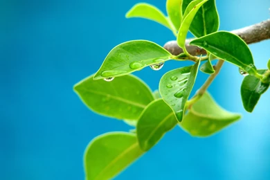 Free Wallpapers   Free Nature Wallpapers   Vista Plants Wallpapers ...