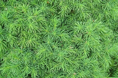 Green Plant Wallpapers