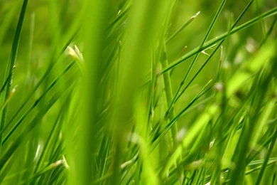 Free Wallpapers   Free Nature Wallpapers   Vista Plants Wallpapers 3 ...