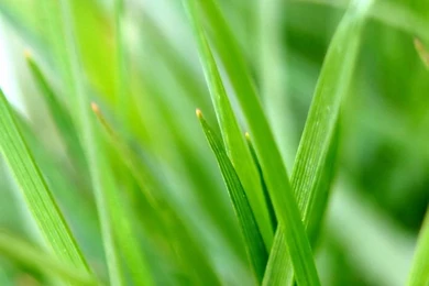 Vista Plants Wallpapers, 1920*1440 (Vol.12)   Wallcoo.net