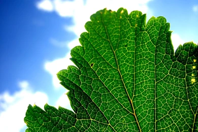 Vista Plants And Leaves Wallpapers (Vol.9)   Windows Vista Plants ...