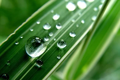 Windows Vista Plants & Leaves Desktop 5   Wallcoo.net