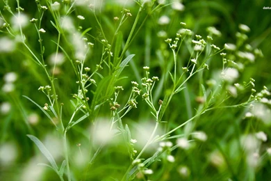 Plants Wallpapers   Photography Wallpapers