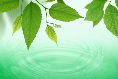 Green Nature Leaves Plants Wallpapers