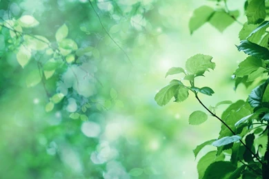 Depth Of Field Leaves Nature Photo Manipulation Plants Wallpapers ...