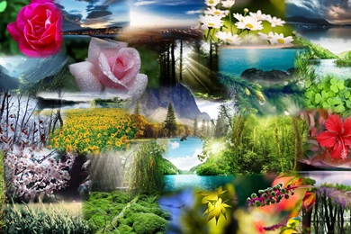 Nature Beauty Wallpapers   1250318