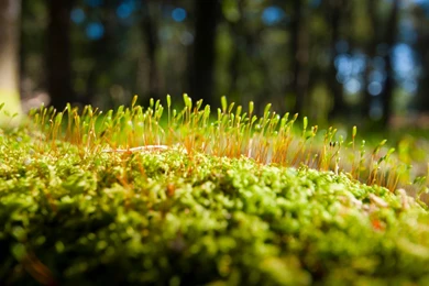 Cool hd wallpapers 1920x1080 close up macro moss.jpg