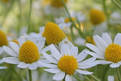 Android mobile wallpapers Spring Season 720x1280 hd flower.jpg