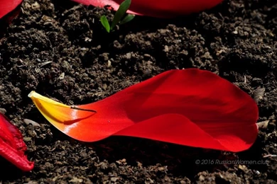 Beautiful Flowers Wallpapers Crimea. Tulip   Flowers Wallpapers