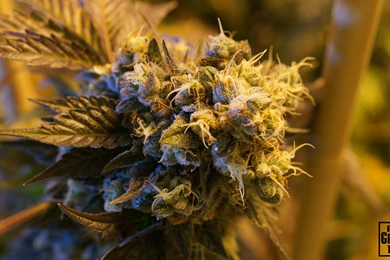 High Times Archives   A Greener Today Medical / Recreational 21+