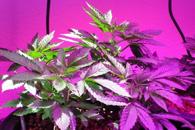 LED Grow Light Forum • Richie Rich's Grow Journal : Grow Journals